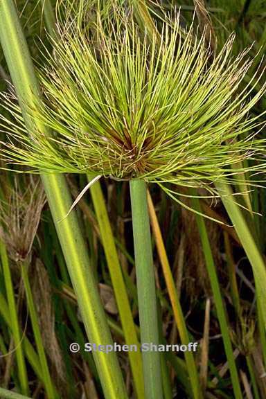 cyperus papyrus a graphic